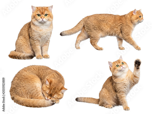 Cuadro en lienzo Graceful golden British Shorthair cats in various dignified poses, isolated on a transparent background