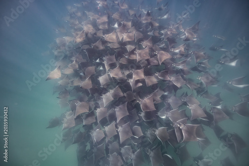 Fotografie Beautiful swarm of mobulas in Sea of Cortez