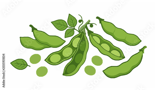 Fotografía Fresh green fava beans in pods with leaves vector illustration