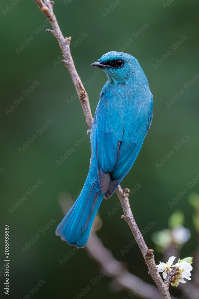 Obraz premium Asian Fairy-bluebird in a park in Ho Chi Minh City, Vietnam.