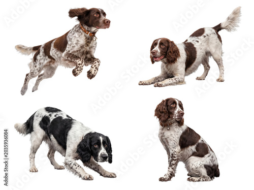 Canvastavla Energetic English Springer Spaniel dogs displaying various playful actions, isolated on a transparent background