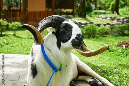 ram, sheep, goat, livestock, farm animal, agriculture, animal, white ram, horned sheep, domestic animal, countryside, rural, farm, nature, grazing animal, mammal, livestock farming, ranch, outdoor, gr
