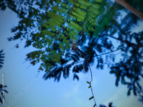 A golden web weaver spider (Nephila pilipes) against a backdrop of leaves and a cloudy sky at dusk.