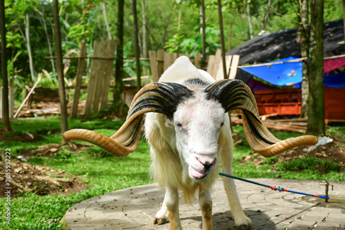 A white male Garut sheep stands in a green agricultural area with a natural backdrop. The concept of livestock, farming, and pets in a rural setting.