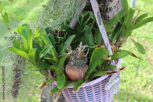 Fotografie Hanging basket filled with bromeliads and Spanish moss attached to a tree