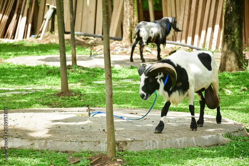 A white male Garut sheep stands in a green agricultural area with a natural backdrop. The concept of livestock, farming, and pets in a rural setting.