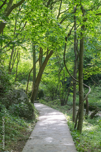 Canvas-taulu A stone path winds through a green forest with tall trees and bright sunlight fi