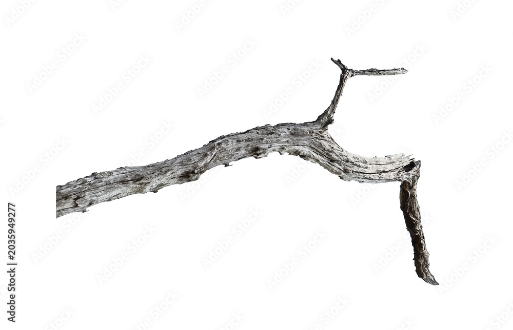 Obraz premium Dead branch with cracked bark isolated on transparent background.