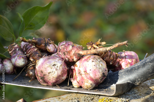 Jerusalem artichokes harvested and piled on shovel blade