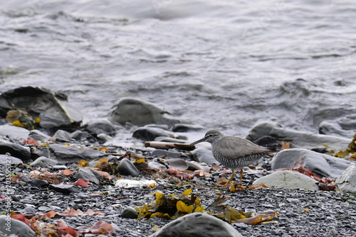 A Wandering Tattler (Tringa incana) blends in with the landscape as it searches for food along Resurrection Bay, Alaska.