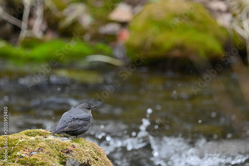 An American Dipper (Cinclus mexicanus) watches for action in the waters of Daves Creek, Alaska.