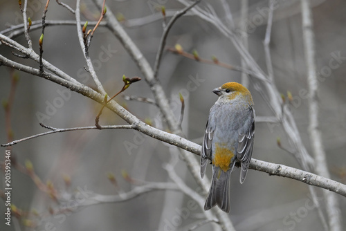 A female White-winged Crossbill (Loxia leucoptera) perched on a tree branch in Alaska's boreal forest.