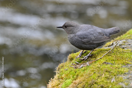 An American Dipper (Cinclus mexicanus) watches for action in the waters of Daves Creek, Alaska.