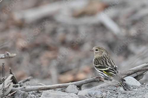 A Pine Siskin (Spinus pinus) forages for food in Alaska's boreal forest.