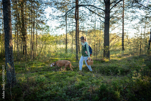 Slika na platnu Woman forager accompanied by Vizsla dog walking through autumn pine forest collecting mushrooms, female hiker with pet searching for edible boletus mushrooms, traditional fall season leisure activity
