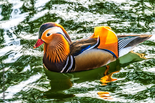 Colorful Mandarin Duck Aix Galericulata Beihai Lake Beijing China