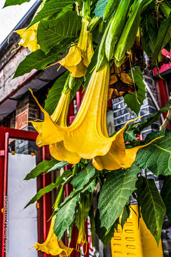 Yellow Golden Angel’s Trumpet Plant Neighborhood Beijing China