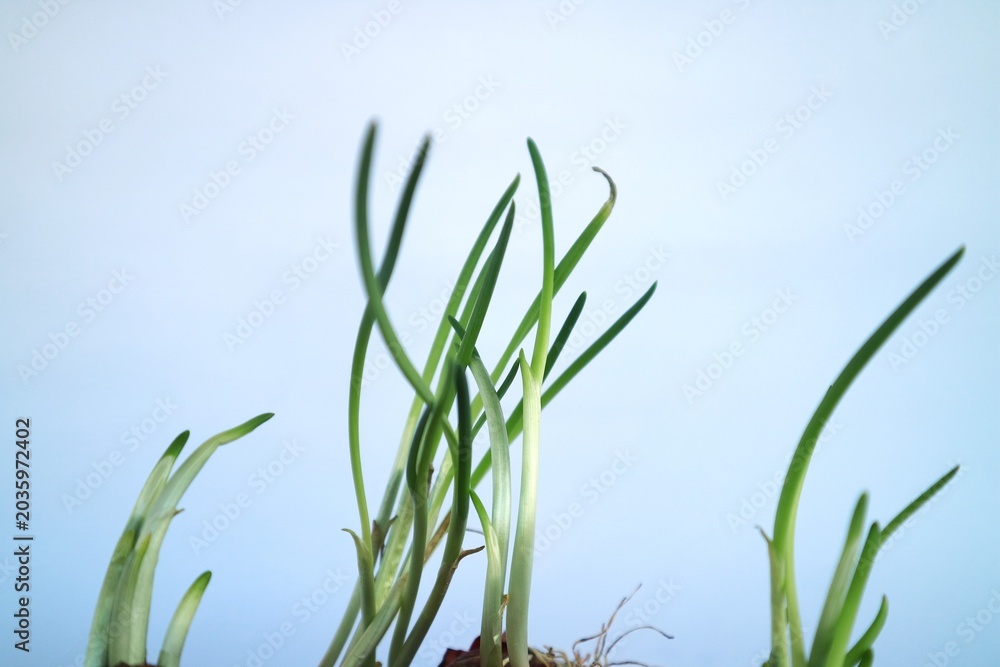 Obraz premium A growing shallot (Allium cepa var. aggregatum) shoot. Cylindrical green leaves can be seen extending from the top of the clove.
