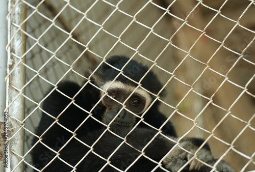 Tableau sur toile Caged Monkey with its sad expression and scares from years of captivity in Asian