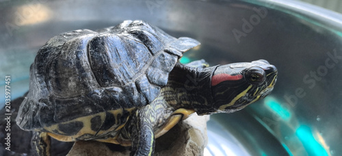 Fotografía Turtle rests on rock near water in a simple enclosure during daylight hours
