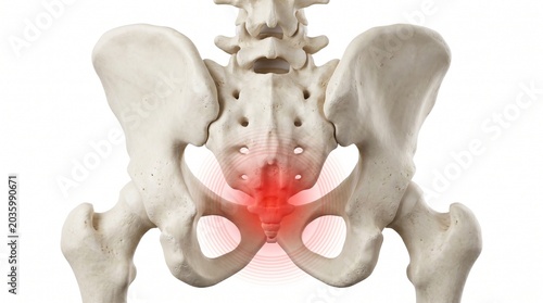 3D Anatomy Illustration Human Pelvis and Sacrum Pain Anatomy Illustration