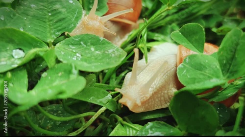 Two snails crawling on clover with water drops after rain at dawn with beautiful natural lighting, close up, macro, 4K video