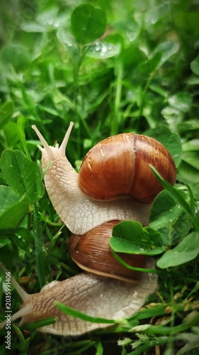 Two snails crawling on clover with water drops after rain at dawn with beautiful natural lighting, close up, macro, 4K video