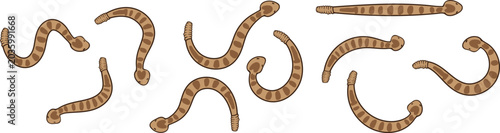 Photos Vector collection of brown segmented worm larvae icons