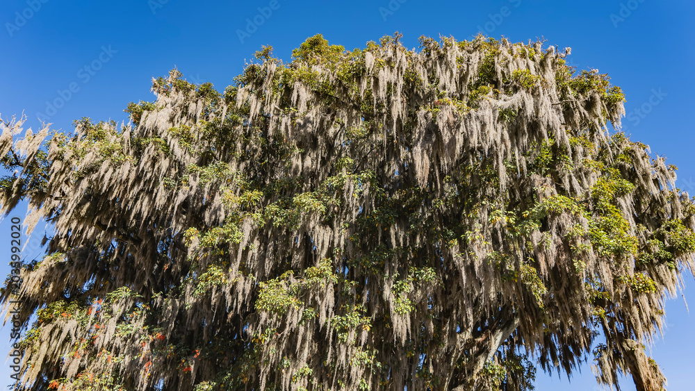 Fotografie Exotic deciduous tree against a blue sky background