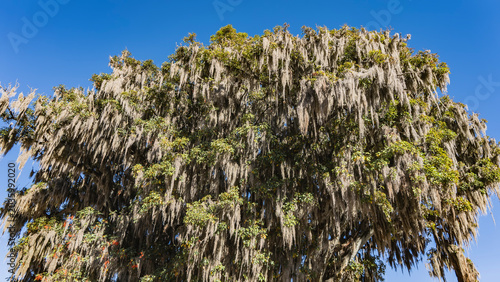 Quadro su tela Exotic deciduous tree against a blue sky background