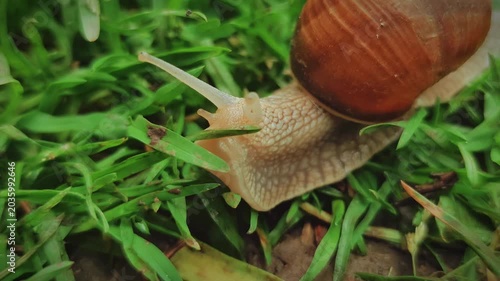 Tranquil snail slowly crawling through wet green grass with sparkling water drops after rain, peaceful morning macro concept for wellness and eco