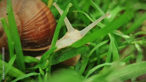 Tranquil snail slowly crawling through wet green grass with sparkling water drops after rain, peaceful morning macro concept for wellness and eco