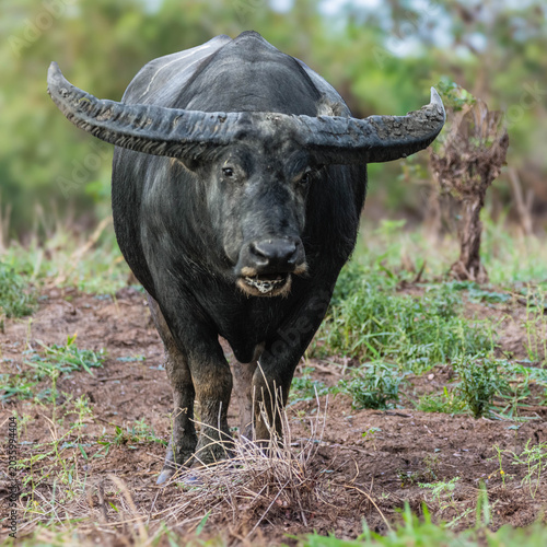 Reverine Buffalo at Corroboree Billabong