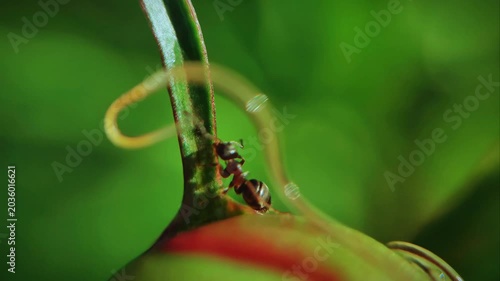 Lasius alienus ants aggressively attacking a horsehair worm Nematomorpha on a plant, macro dramatic wildlife action and insect behavior concept