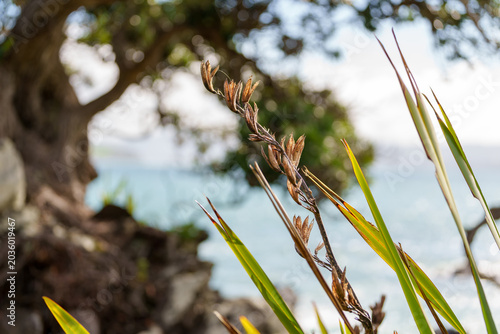 Photos Typical New Zealand scene with native flax foreground with defocused rocky fores