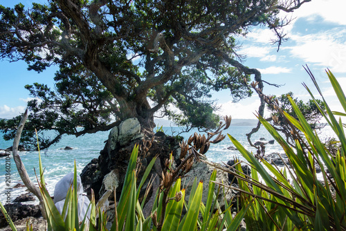 Billede på lærred Typical New Zealand coastal scene with native flax foreground with rocky foresho