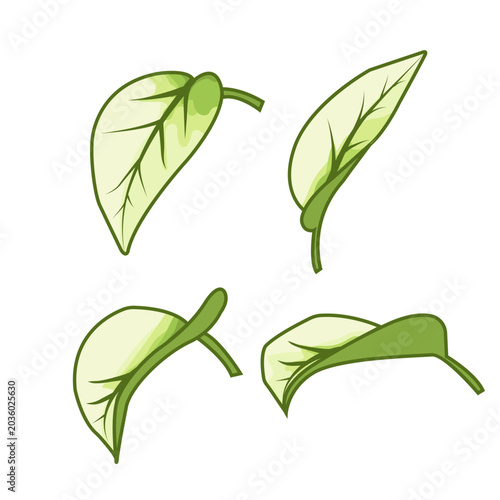 Elements from a set of botanical leaves in a unified style