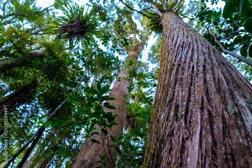 Thick, fibrous, reddish-brown bark, of a Totara tree (Podocarpus totara), a native conifer of New Zealand growing in Kowai Park bush walk at Warkworth