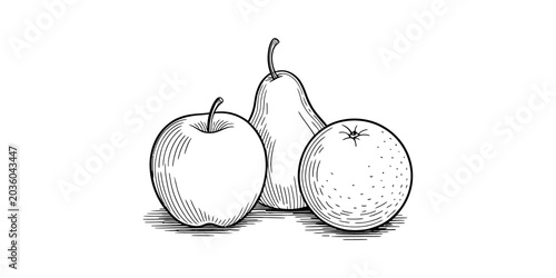 Continuous line drawing Black and white fruit illustration, apple, pear, orange drawing