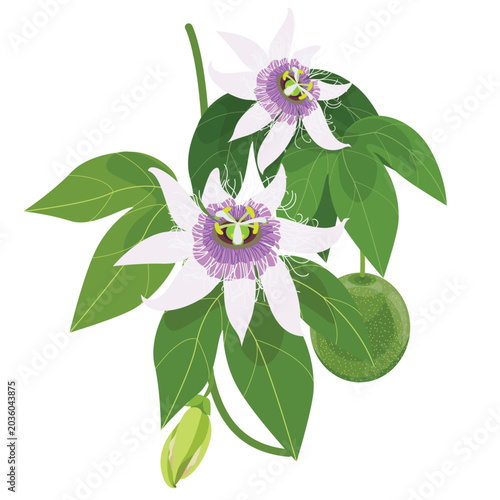 Foto passion fruit flower