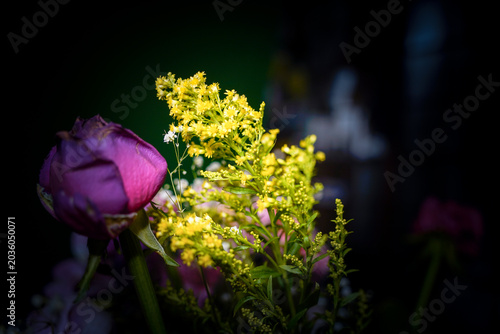 purple and yellow flowers
