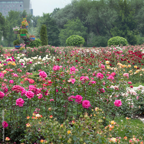 A vibrant garden filled with blooming roses in various colors, including pink, red, and white