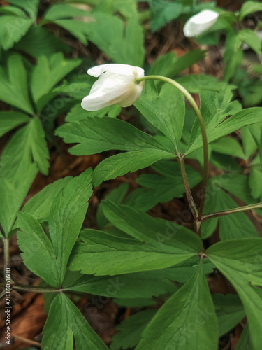 Canvas Print Plant with white hanging bell flowers and serrated palmate leaves in a forest