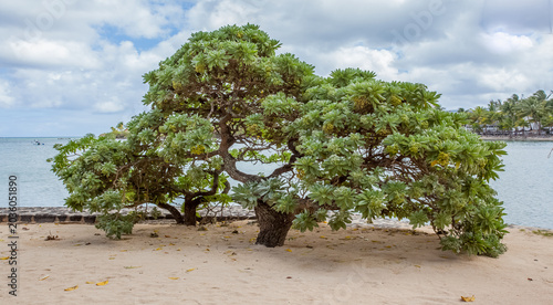 Foto Arbre Veloutier Bord de Mer