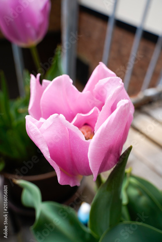 tulip