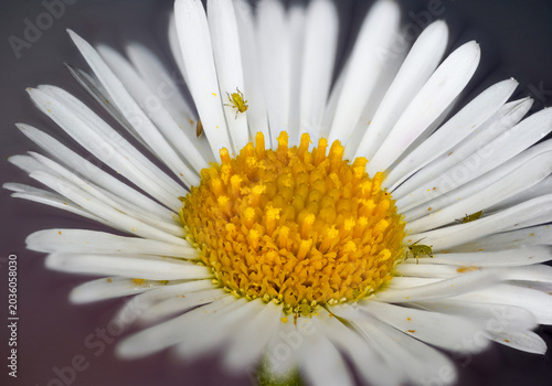 close up of camomile