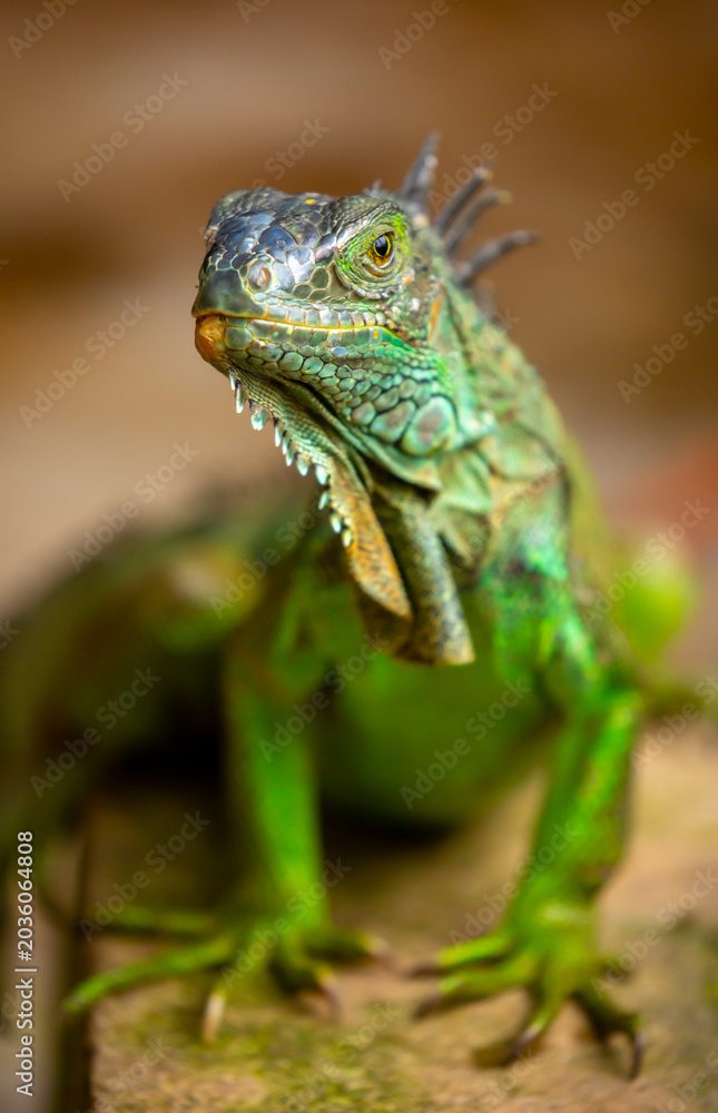 Fototapeta premium A close-up of an iguana. A beautiful, multicolored lizard with vibrant, colorful skin. An exotic, tropical animal.