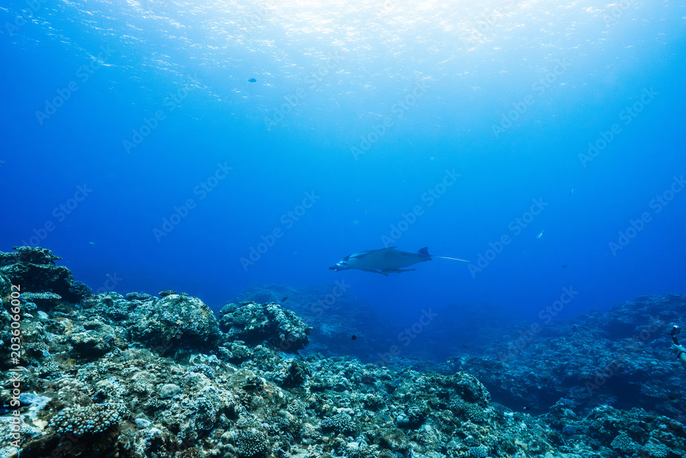 Fototapeta premium Distant manta ray over tropical coral reef underwater landscape