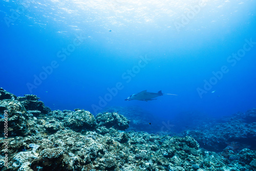Foto Manta ray gliding through clear blue ocean above coral reef