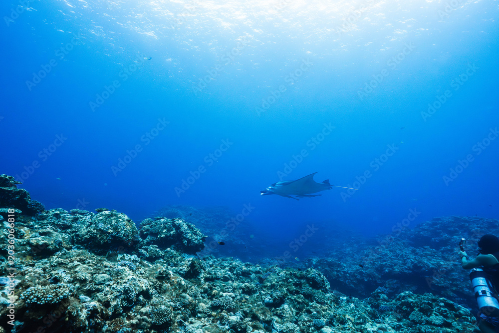 Fototapeta premium Wide angle underwater ocean scene with coral reef and manta ray